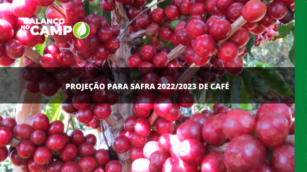 IBGE avalia projeção da safra de café 2022/2023