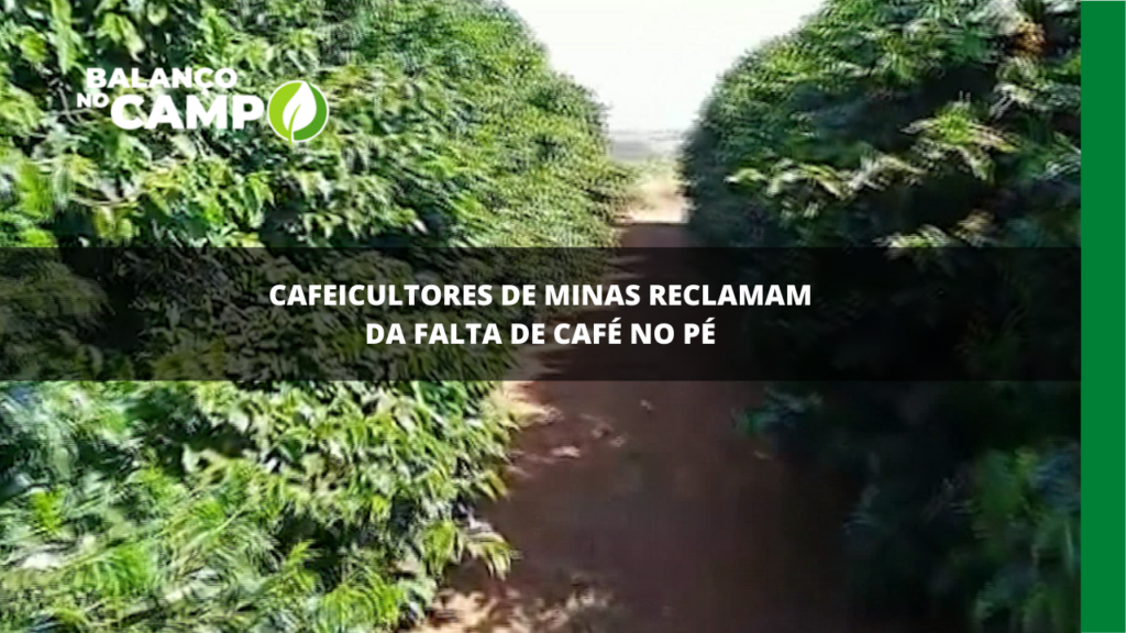 Cafeicultores de Minas reclamam da falta de café no pé.
