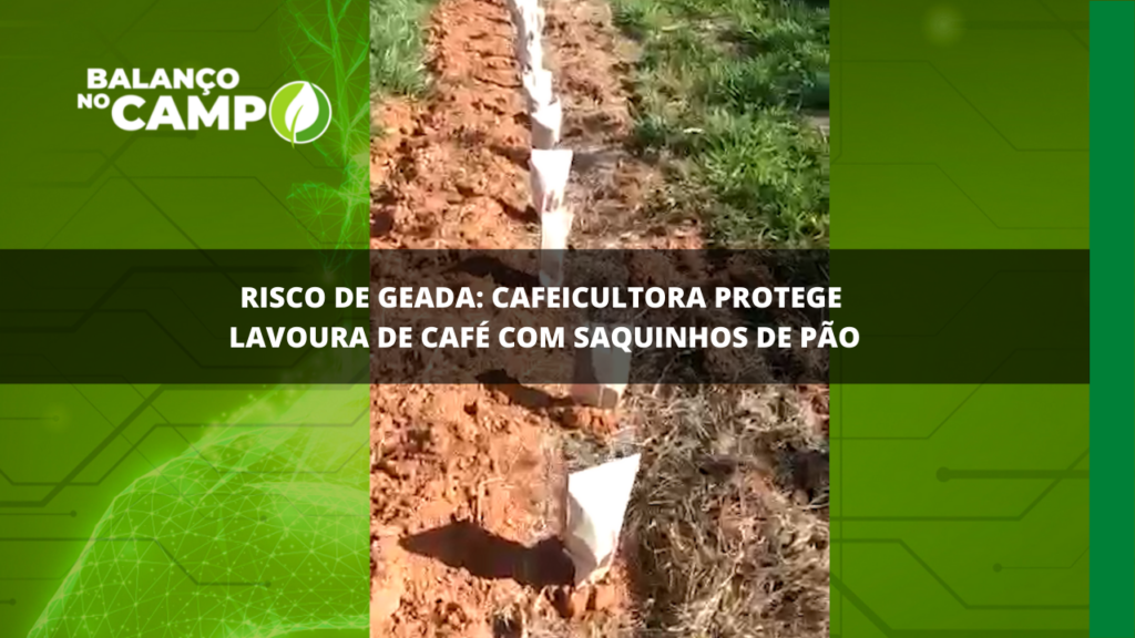 Risco de geada: cafeicultora protege a lavoura com saquinhos de pão