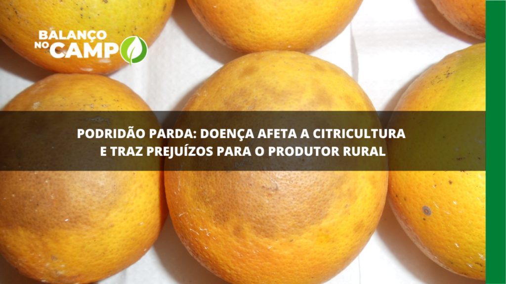 Podridão parda: aprenda a identificar e tratar a doença que atinge os citros.