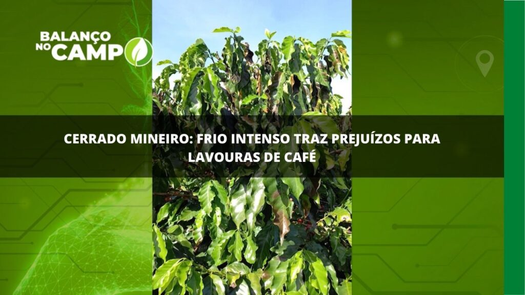 Cerrado Mineiro: frio intenso traz prejuízos para lavouras de café
