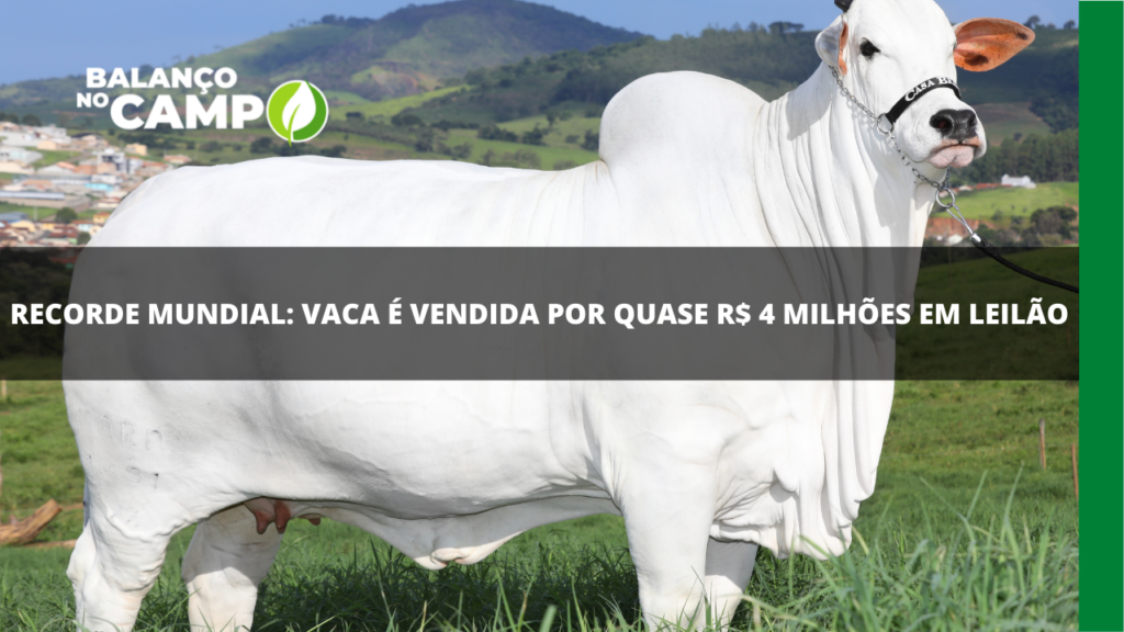Vaca premiada: animal é vendido por R$ 4 milhões em feira.
