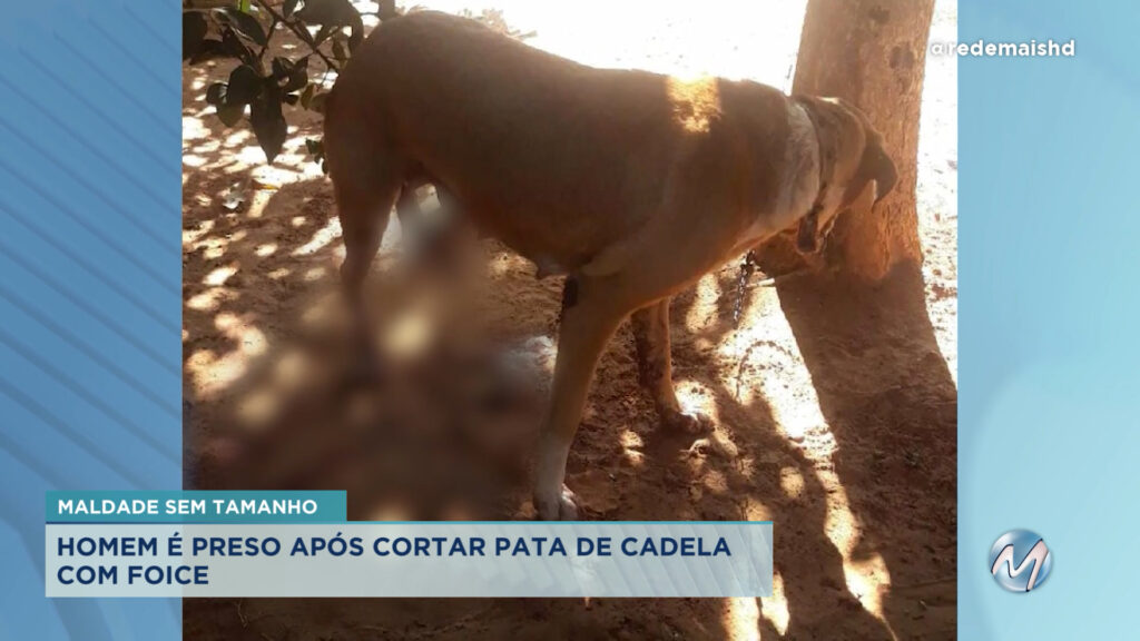 Maus-tratos: cadela tem a pata cortada com foice em Porteirinha