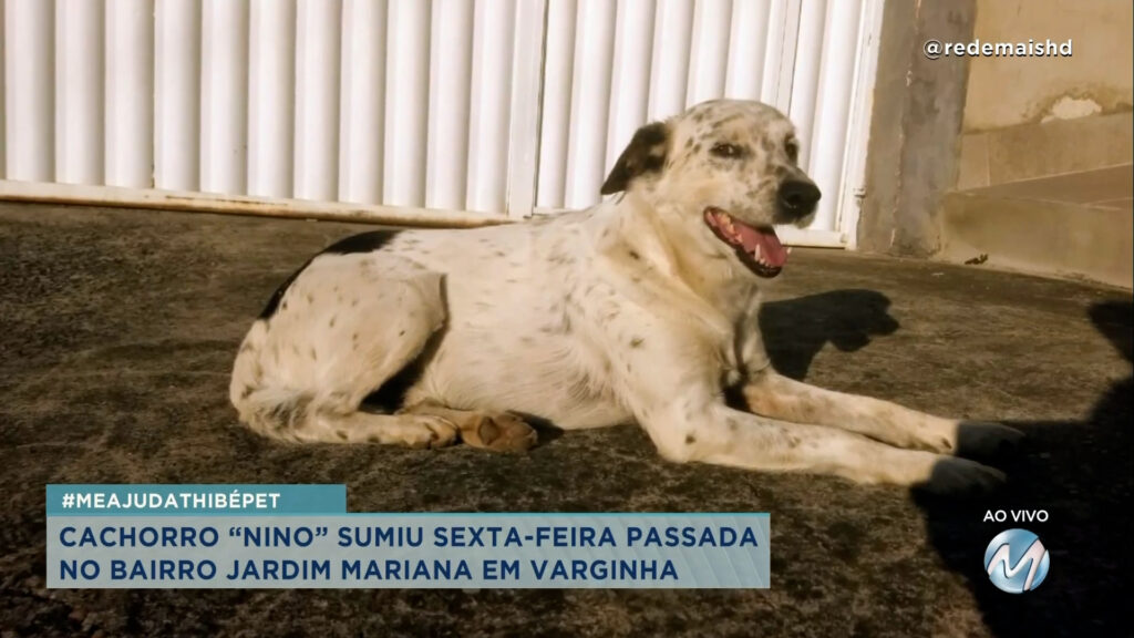 #meajudathibépet: cachorro “Nino” sumiu em Varginha