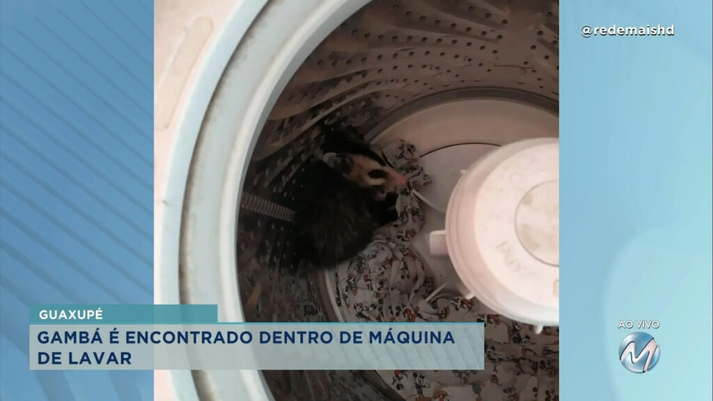 Susto: gambá é encontrado dentro de uma máquina de lavar
