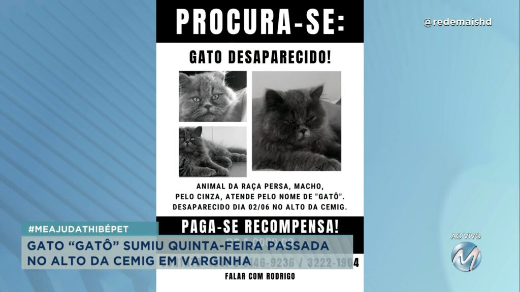 #meajudathibépet: gato “Gatô” sumiu na Vila Paiva em Varginha