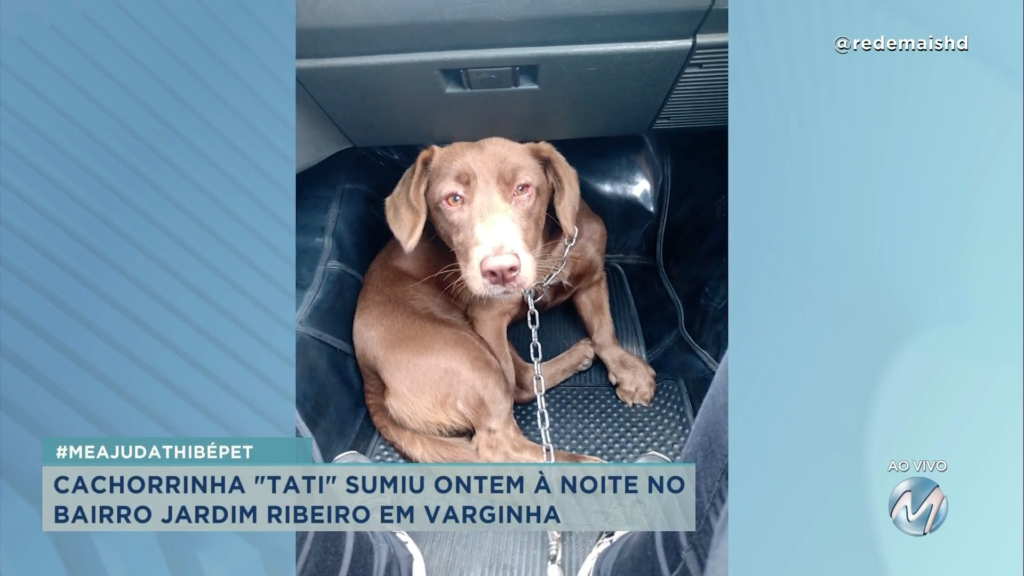 #meajudathibépet: família procura pela “Tati” desapareceu em Varginha