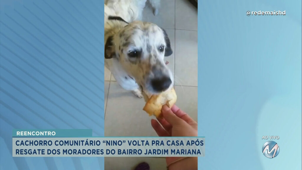 #meajudathibépet: cachorro comunitário “Nino” volta para casa