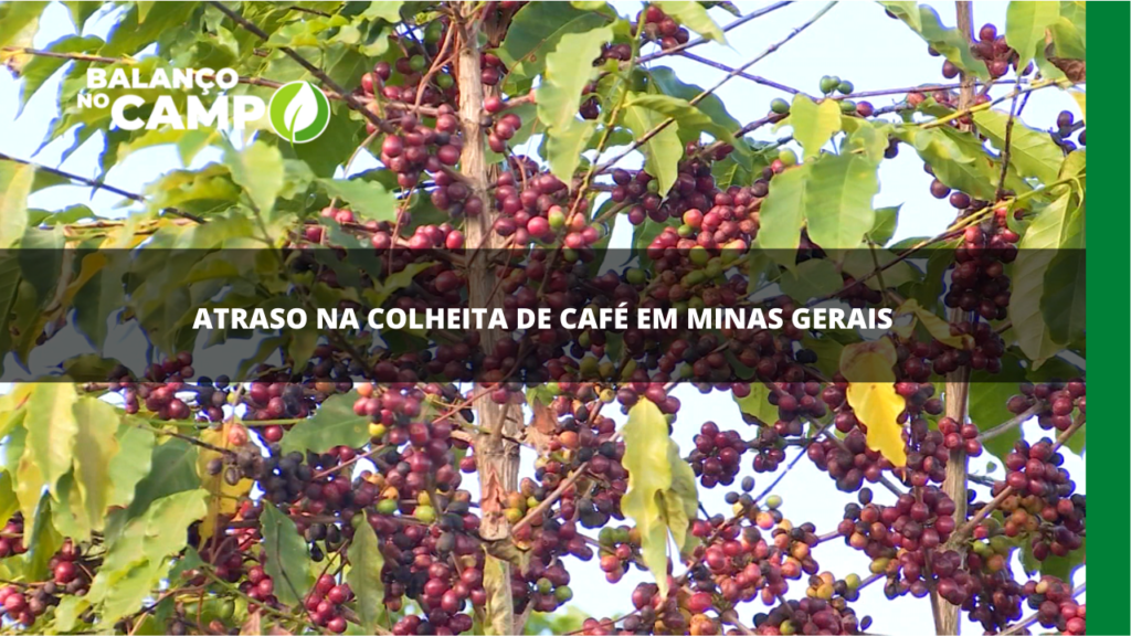 Atraso na colheita de café em Minas Gerais