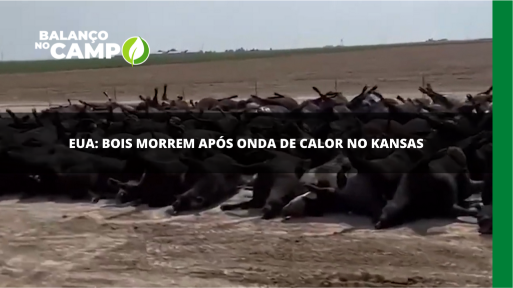 Bois morrem de calor nos Estados Unidos