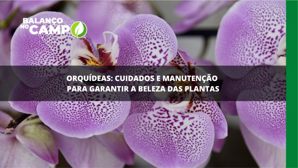 Dica: como cuidar de orquídeas