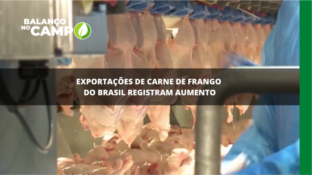 Exportações de carne de frango do Brasil registram aumento