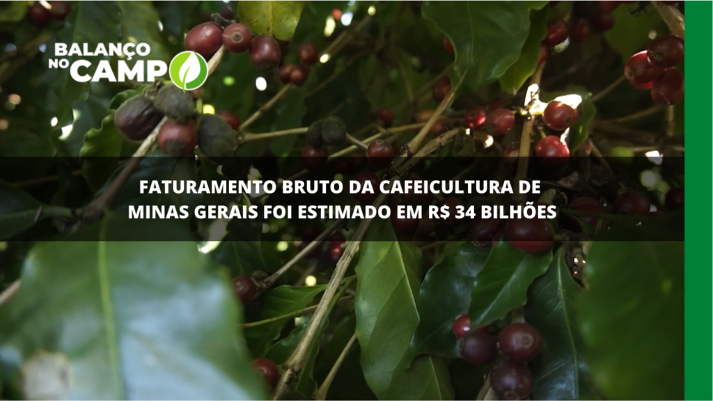 Faturamento bruto da cafeicultura em Minas é estimado em R$ 34 bilhões