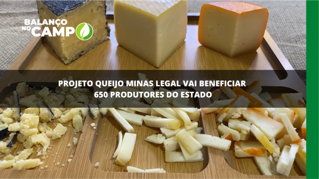 Projeto Queijo Minas Legal vai beneficiar cerca de 650 produtores do estado