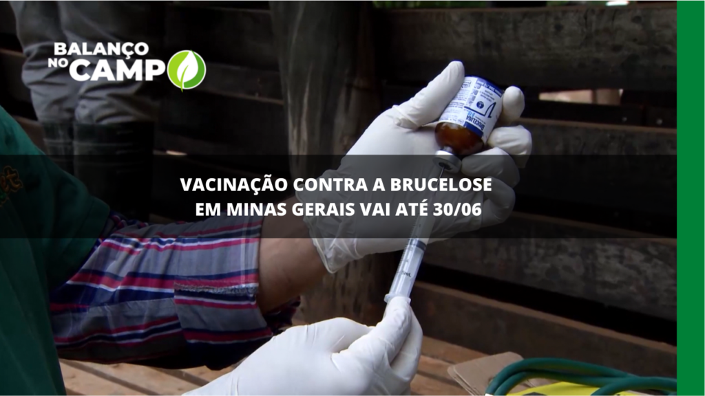 Vacinação contra a brucelose em Minas até dia 30 de junho