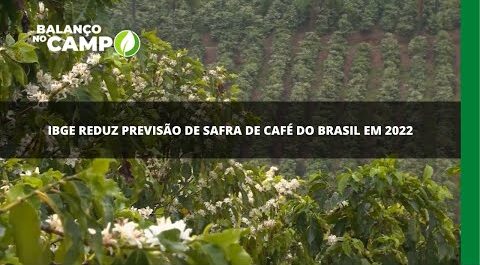 IBGE reduz previsão de safra de café do Brasil em 2022