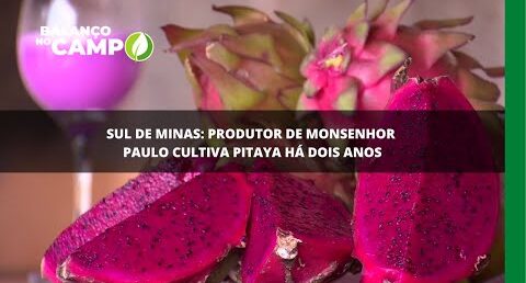 Produção de pitaya no Sul de Minas