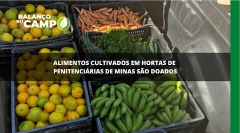 Alimentos cultivados em hortas de penitenciárias de Minas são doados