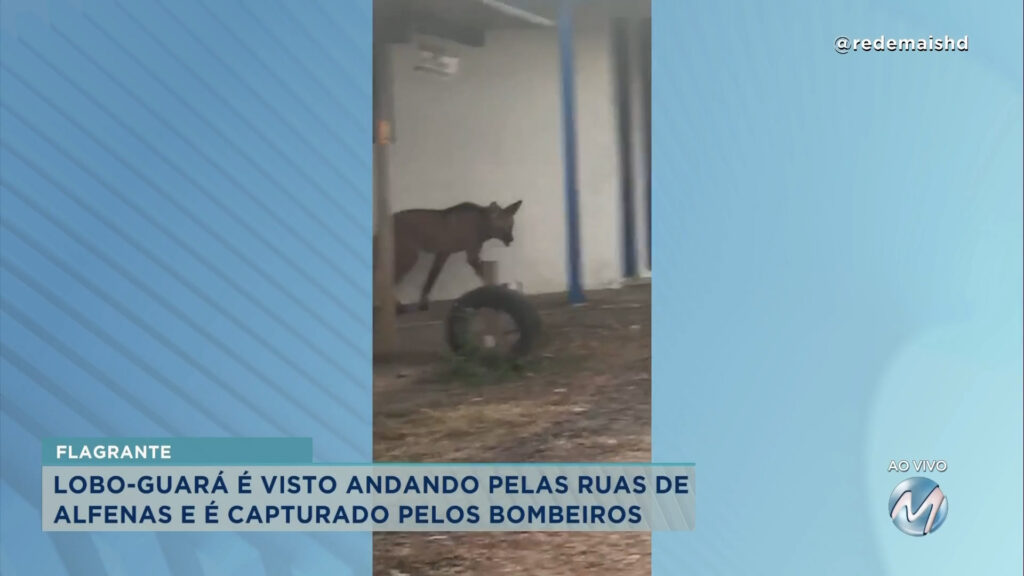 Lobo-guará é flagrado nas ruas de Alfenas.