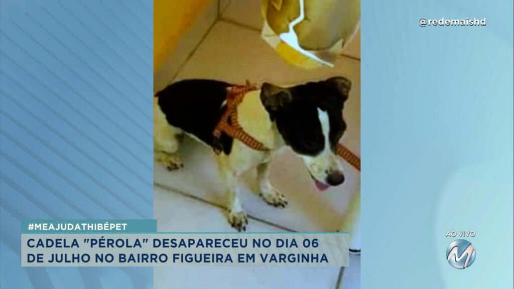 #meajudathibépet: “Pérola” desapareceu no bairro Figueira em Varginha