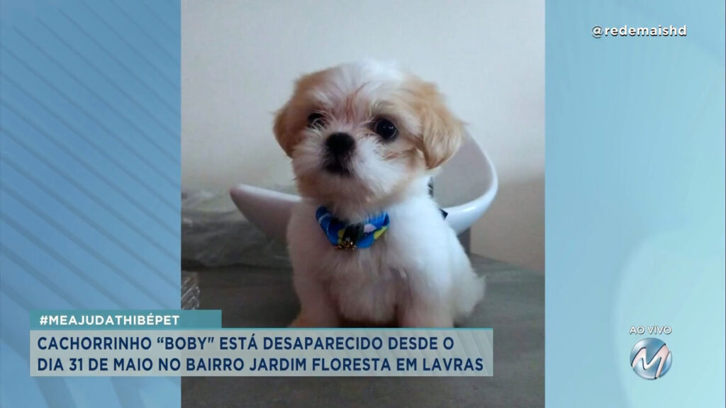 #meajudathibépet: cachorrinho “Boby” em Lavras