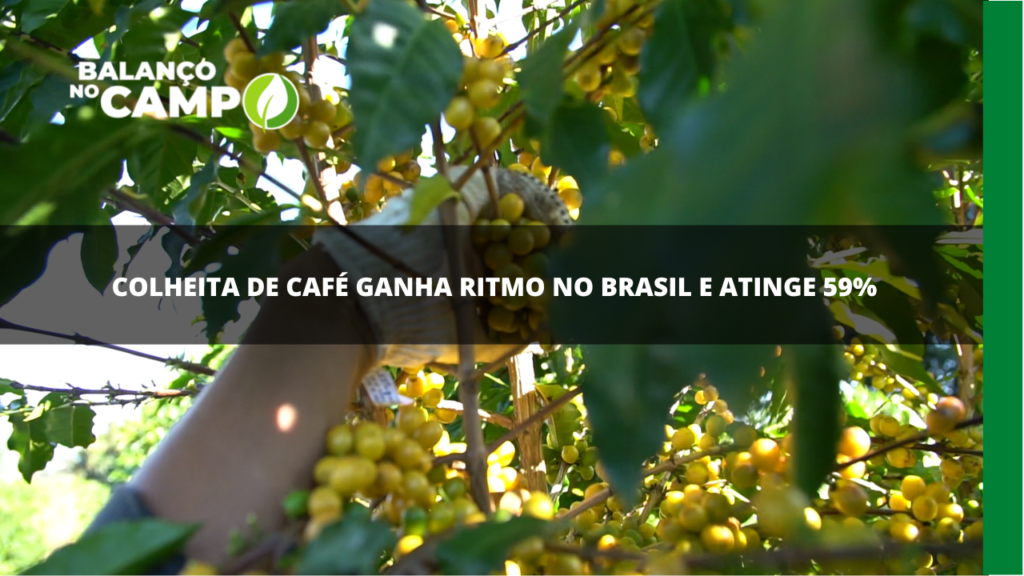 Colheita de café no Brasil atinge 59%