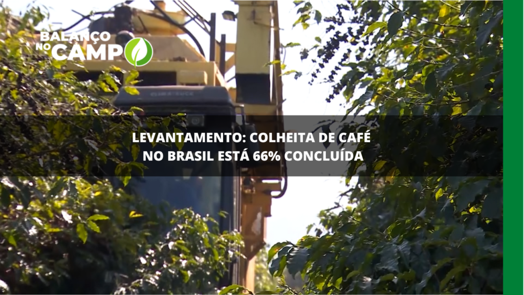 Colheita de café no Brasil atinge 66%