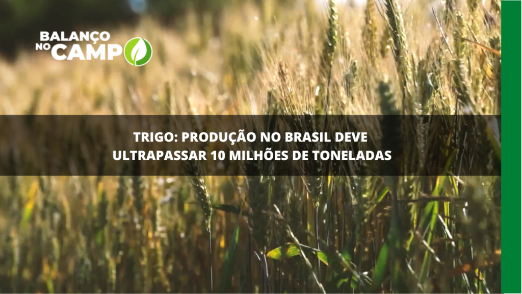 Produção de trigo no Brasil deve ultrapassar 10 milhões de toneladas