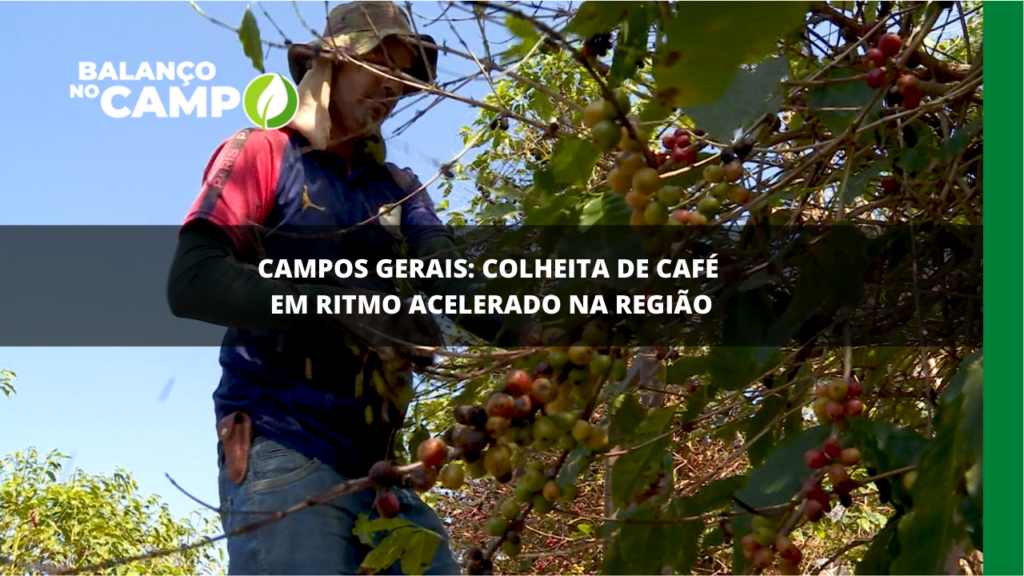 Colheita de café em ritmo acelerado em Campos Gerais