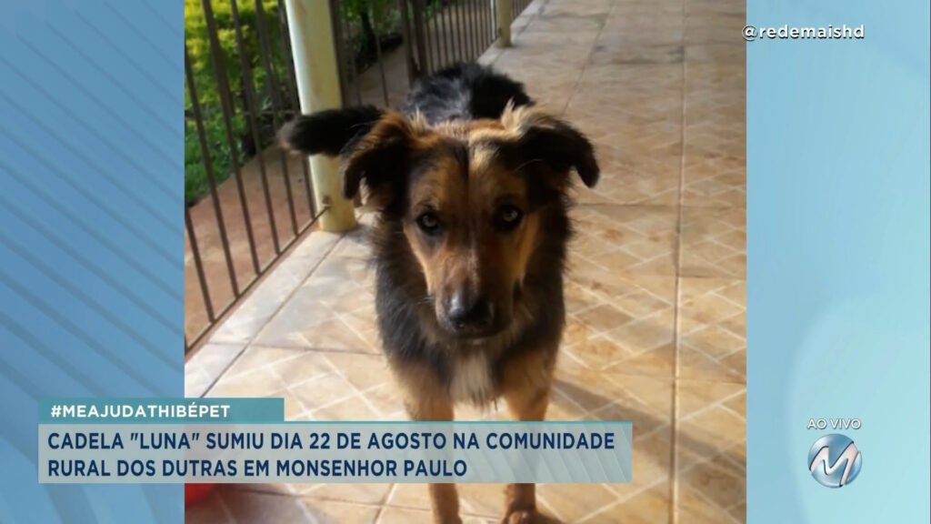 #MeAjudaThibéPet: cadela “Luna” sumiu na comunidade rural dos Dutras em Monsenhor Paulo