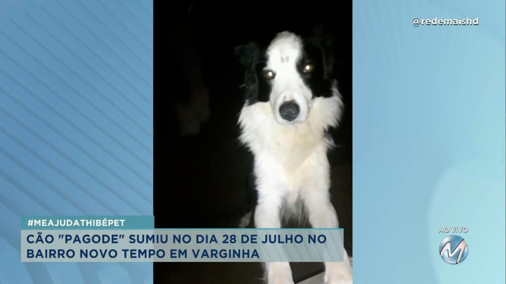 #meajudathibépet: cão “Pagode” sumiu no bairro Novo Tempo em Varginha