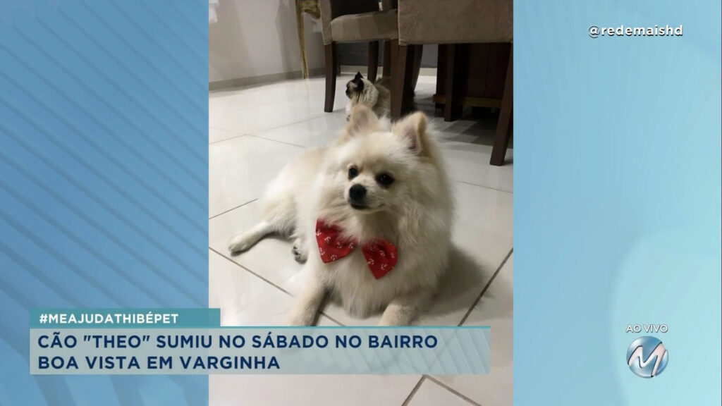 #meajudathibépet: cão “Theo” sumiu no bairro Boa Vista em Varginha