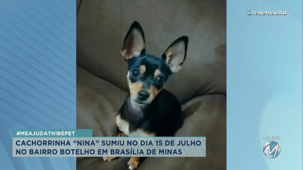 #meajudathibépet: cachorrinha “Nina” sumiu no bairro Botelho em Brasília de Minas