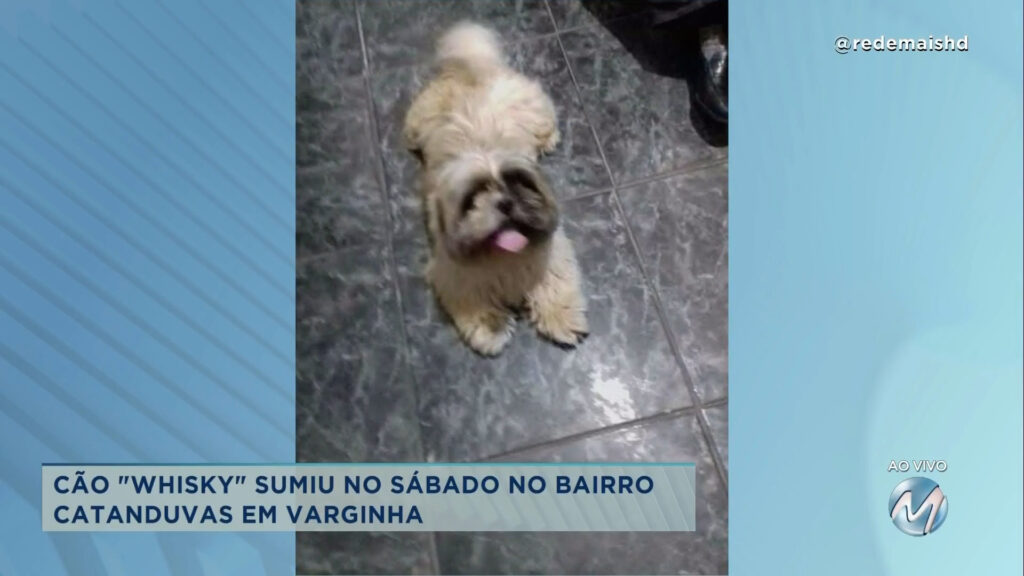 #meajudathibépet: cão “Whisky” sumiu no bairro Catanduvas em Varginha