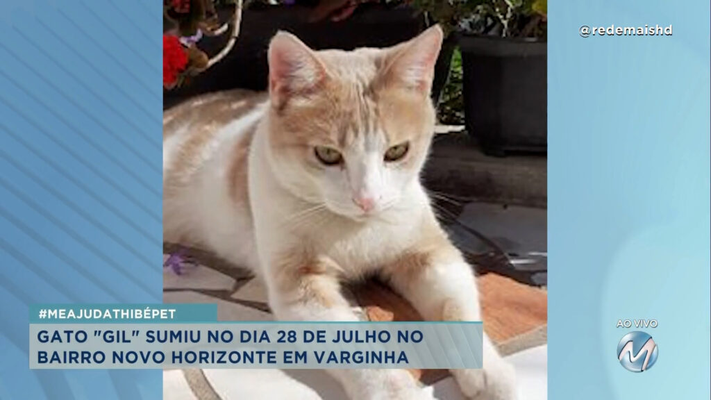 #meajudathibépet: gato “Gil” sumiu no bairro Novo Horizonte em Varginha