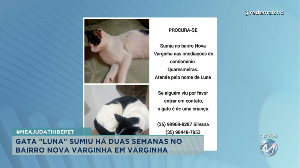 #meajudathibépet: gata “Luna” sumiu no bairro Nova Varginha em Varginha