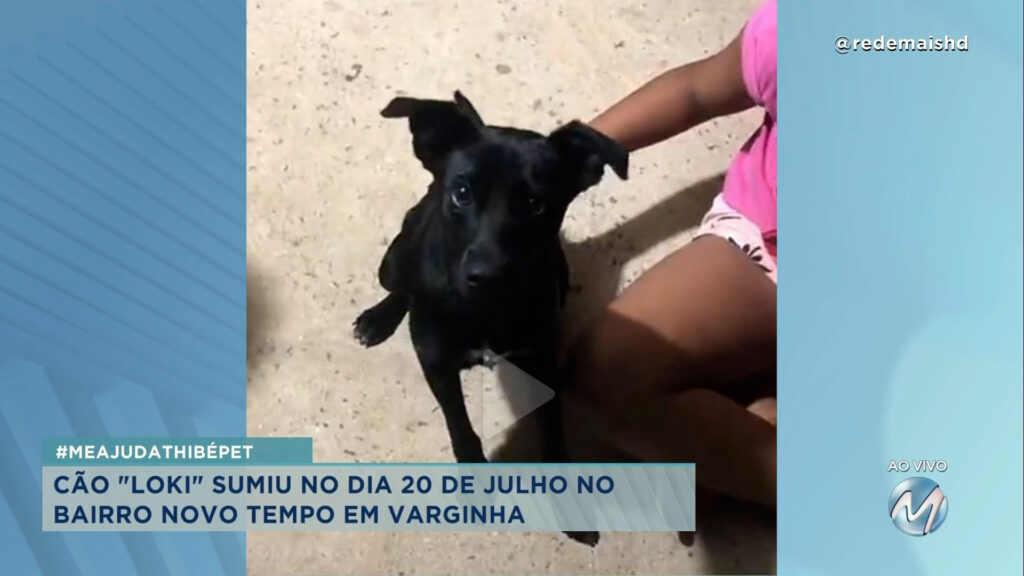 #meajudathibépet: cão “Loki” sumiu no bairro Novo Tempo em Varginha