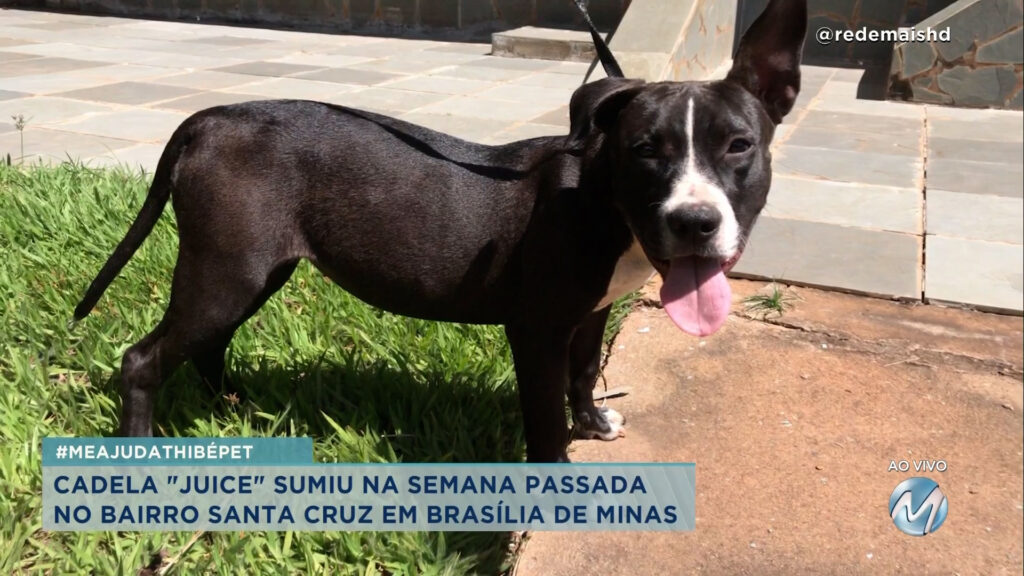 #meajudathibépet: cadela “Juice” sumiu no bairro Santa Cruz em Brasília de Minas