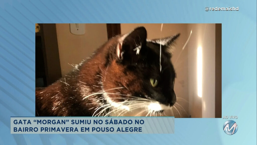 #meajudathibépet: gata “Morgan” sumiu no bairro Primavera em Pouso Alegre