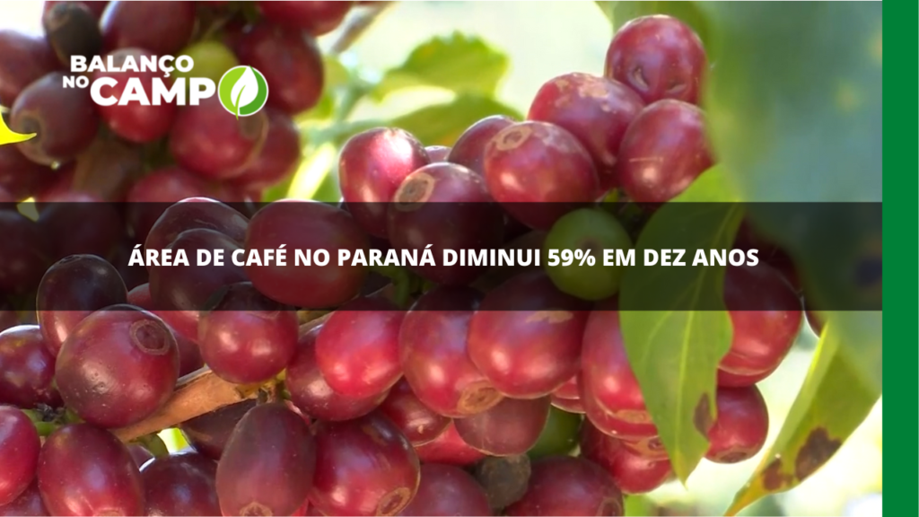 A área de café no Paraná diminuiu 59% em dez anos