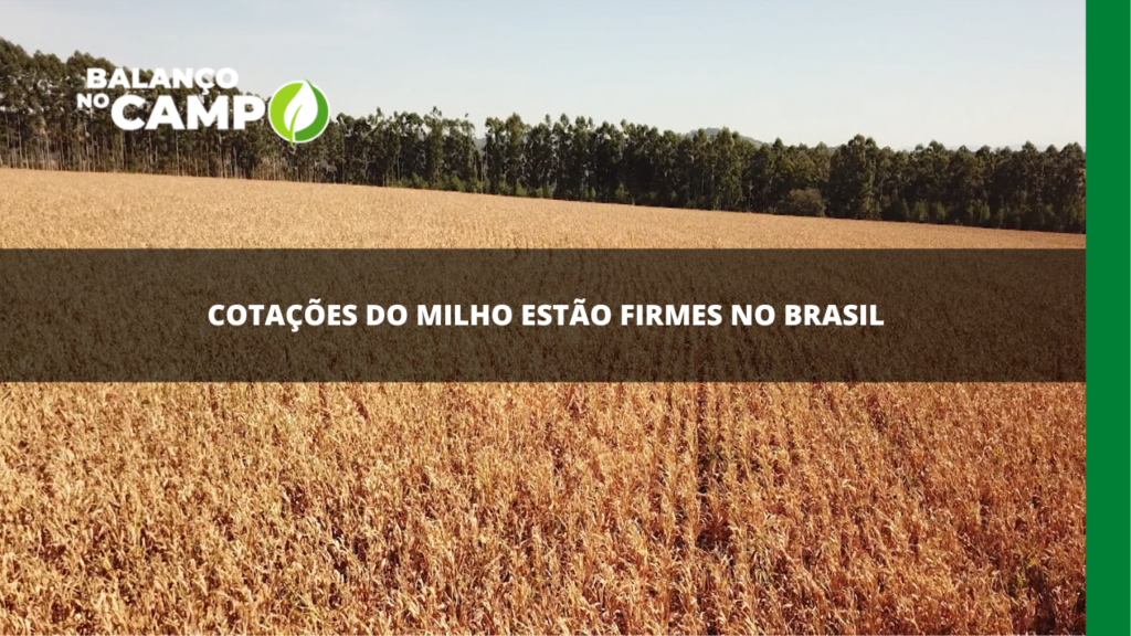 Cotação do milho segue em alta no Brasil