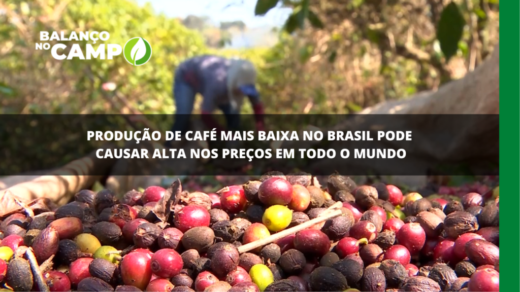 Queda na produção de café do Brasil pode causar alta nos preços
