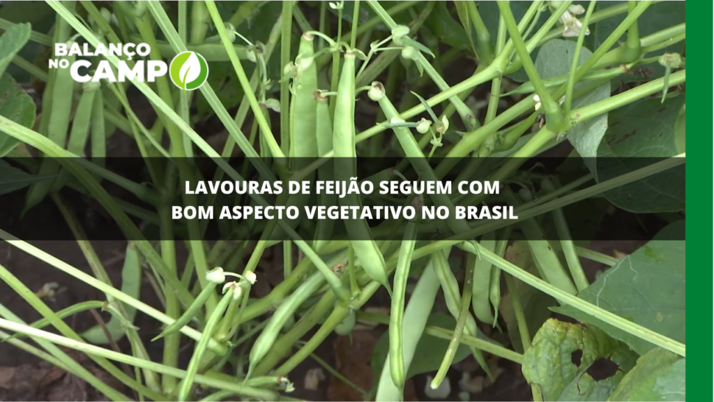 Lavouras de feijão seguem com bom aspecto vegetativo no Brasil