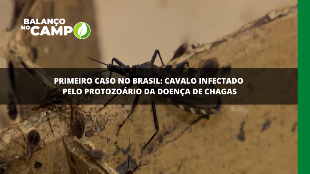 Pesquisa identifica cavalo infectado pela doença de chagas