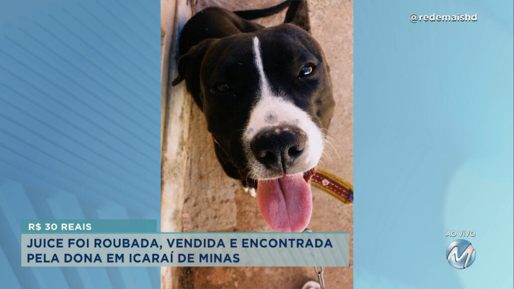 Final feliz: cadela que havia desaparecido é encontrada em Icaraí de Minas