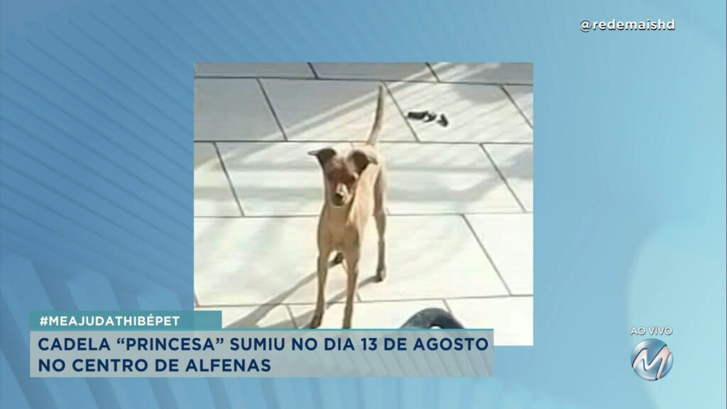 #meajudathibépet: cadela “Princesa” sumiu no Centro de Alfenas