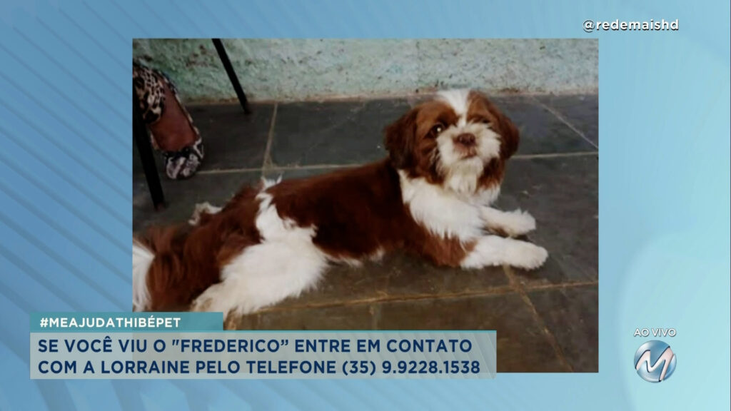 #meajudathibépet: cãozinho “Frederico” sumiu no bairro da Cerâmica em Varginha
