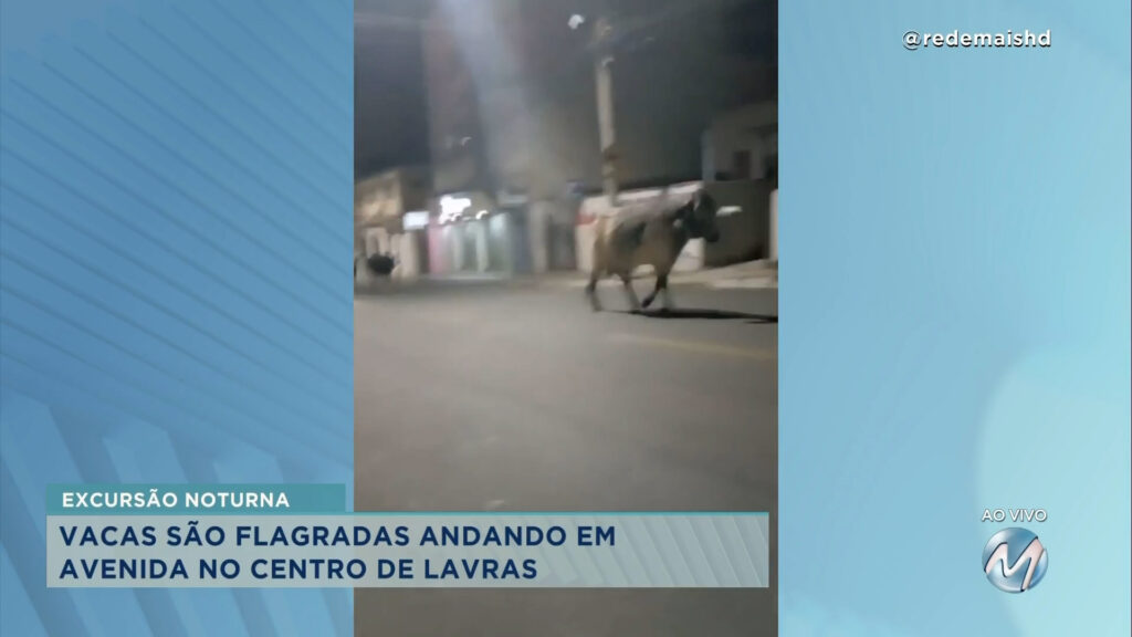 Vacas são flagradas ‘passeando’ por ruas na região central de Lavras