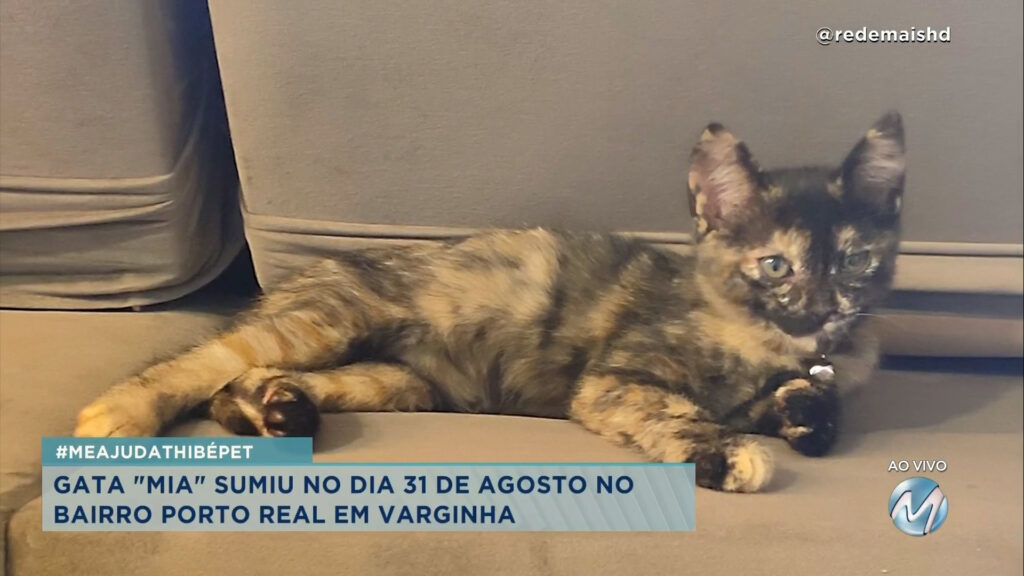 #meajudathibépet: gata “Mia” sumiu no bairro Porto Real em Varginha