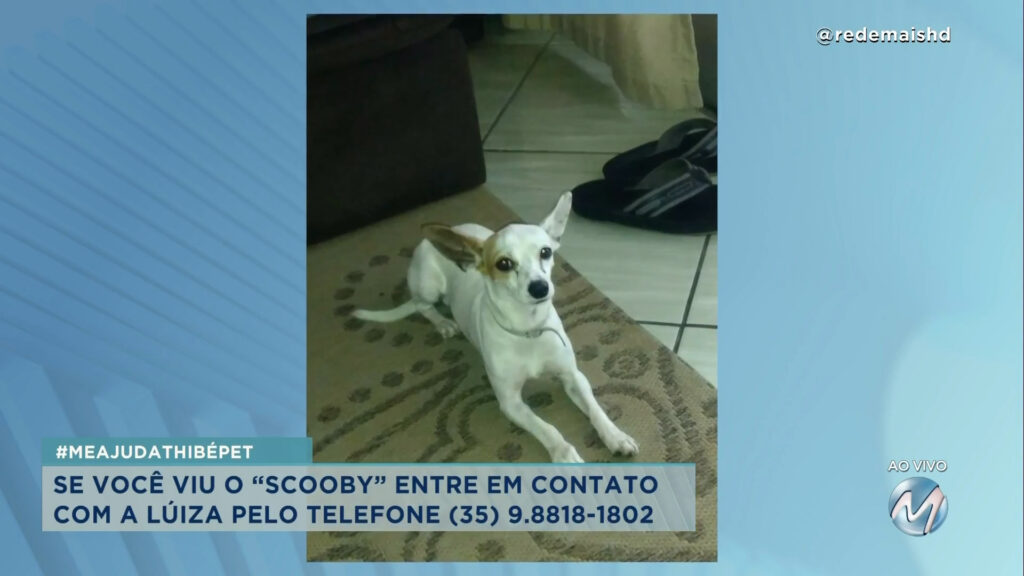 #meajudathibépet: cão “Scooby” sumiu no bairro Sion em Varginha